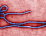 ebola